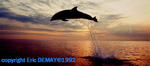 images et photos de dauphins