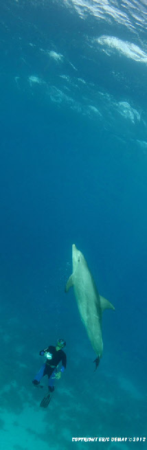 dauphins monde