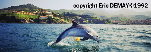 dauphin male femelle naissance